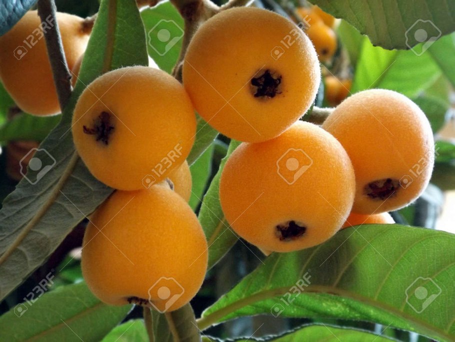 Хурма финиковая Пальма