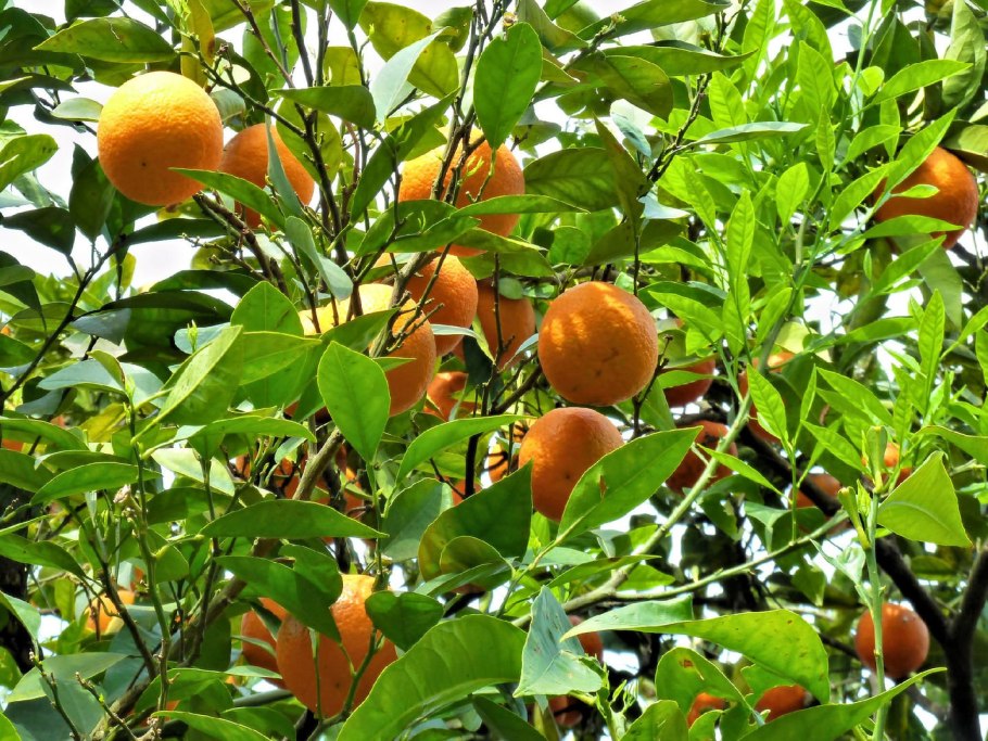 Желтый фрукт мушмула