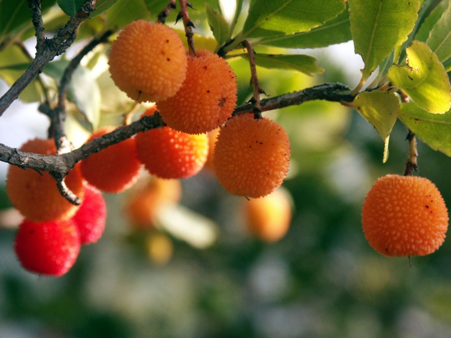 Буш оранжевый ягода