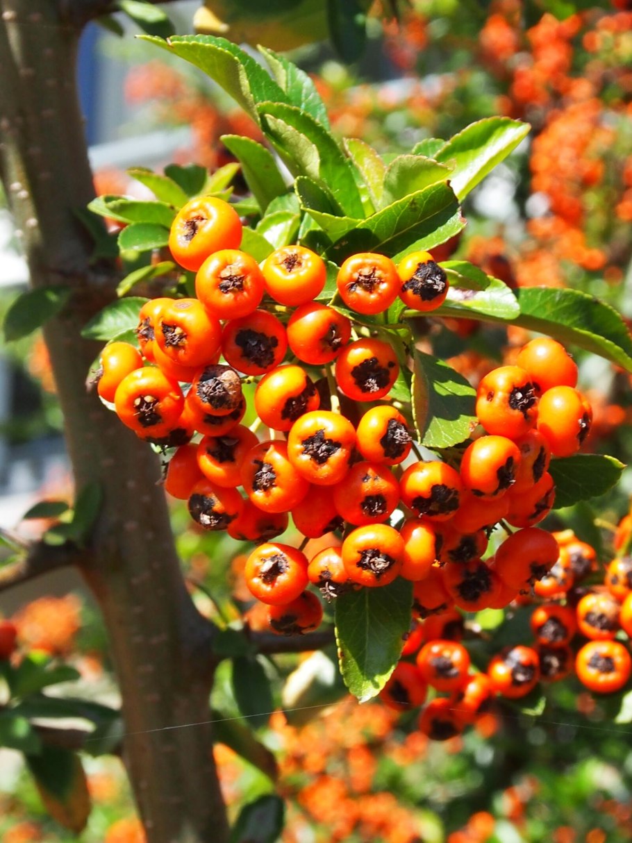 Хурма дерево