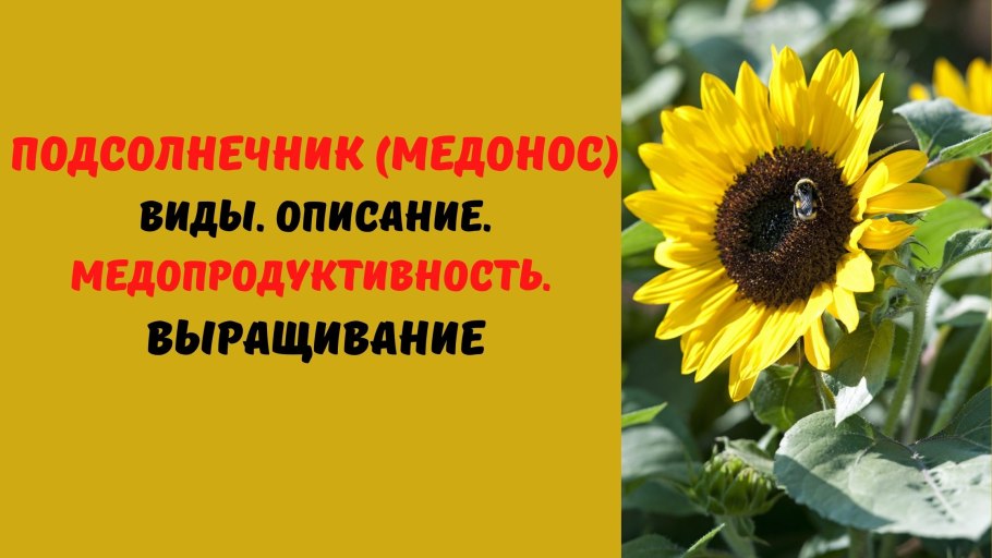 Медопродуктивность подсолнечника