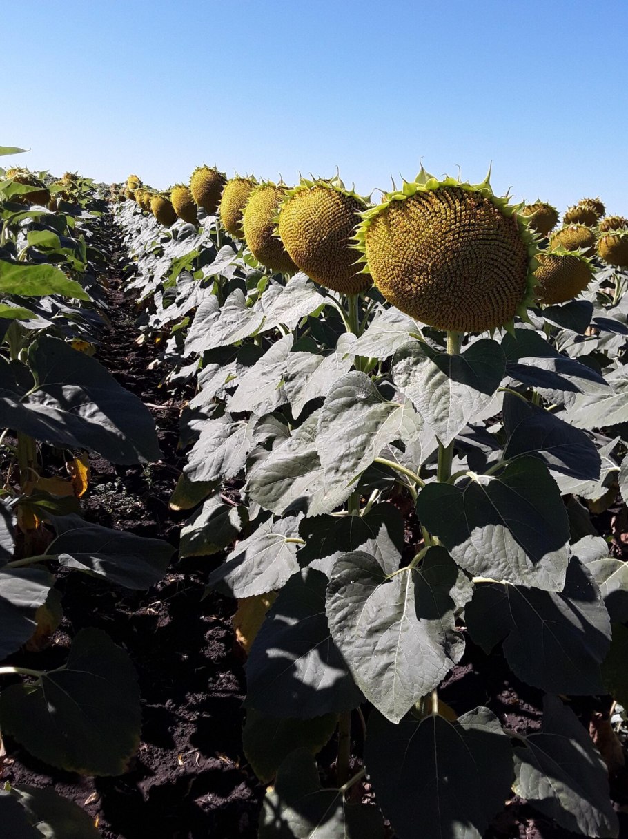 Подсолнечник гибрид даха отзывы и фото