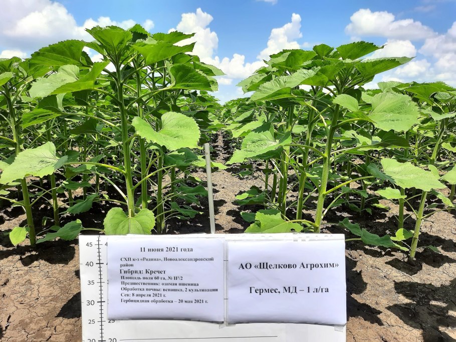 Толстеют ли от семечек подсолнечника