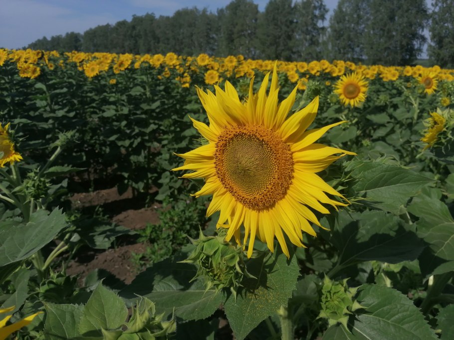 Пионер 109 гибрид подсолнечника
