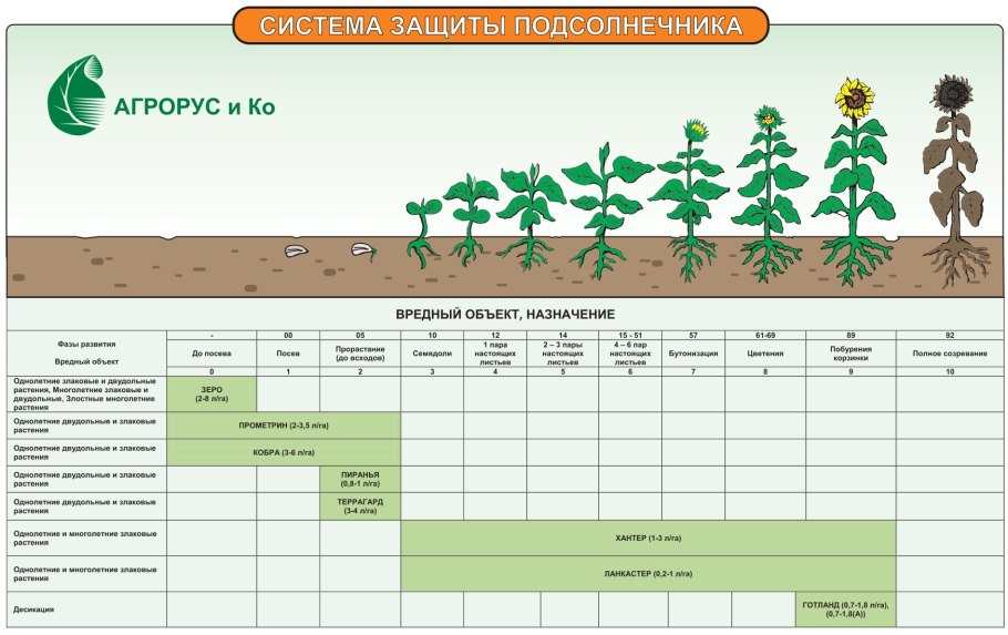 Характеристика групп подсолнечника