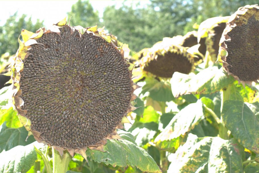 Подсолнечник декоративный мороженое высота