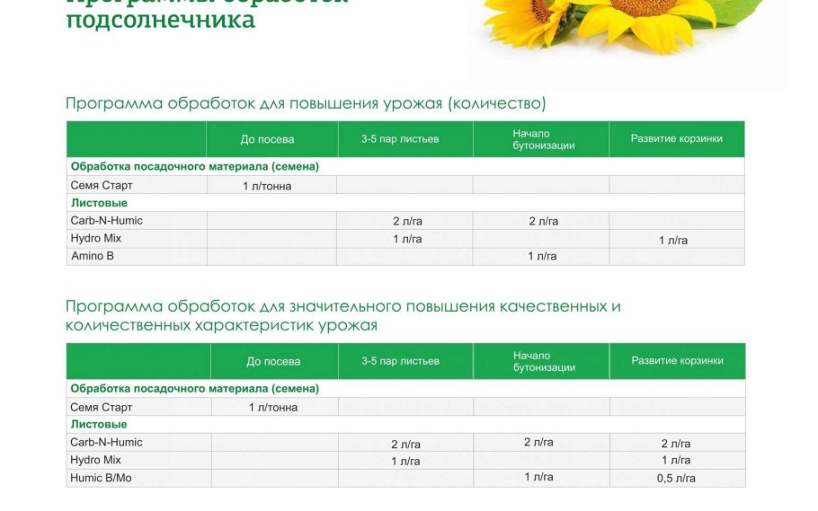 Вейделевский 99 подсолнечник