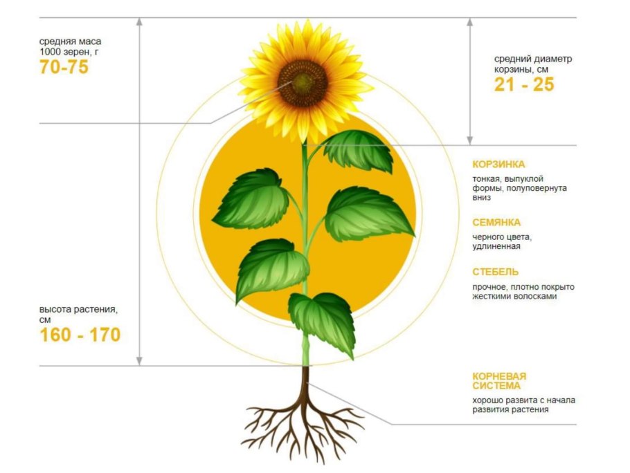Институт масличных культур Краснодар официальный сайт
