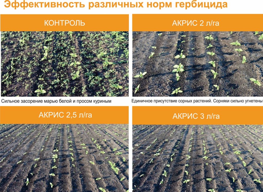 Инокуляция семян подсолнечника