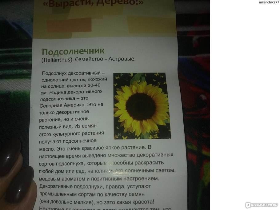 Вегетация подсолнечника