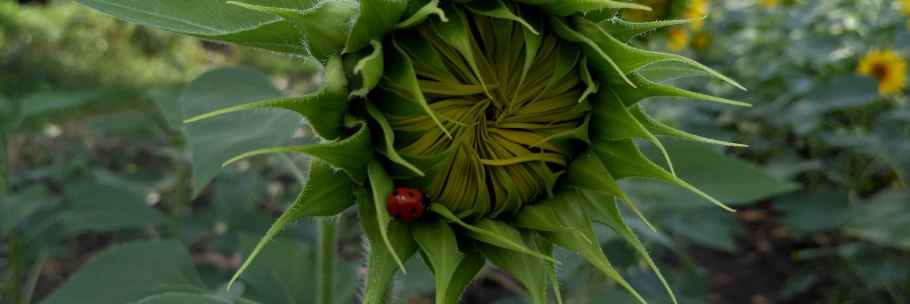 Семена подсолнечника Caussade semences