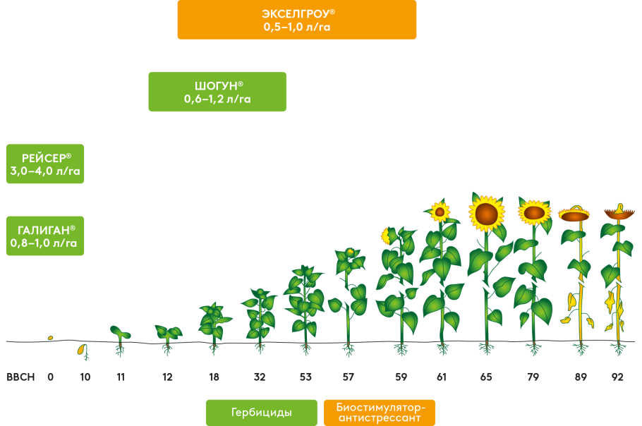 Гибрид подсолнечника "Грандис"