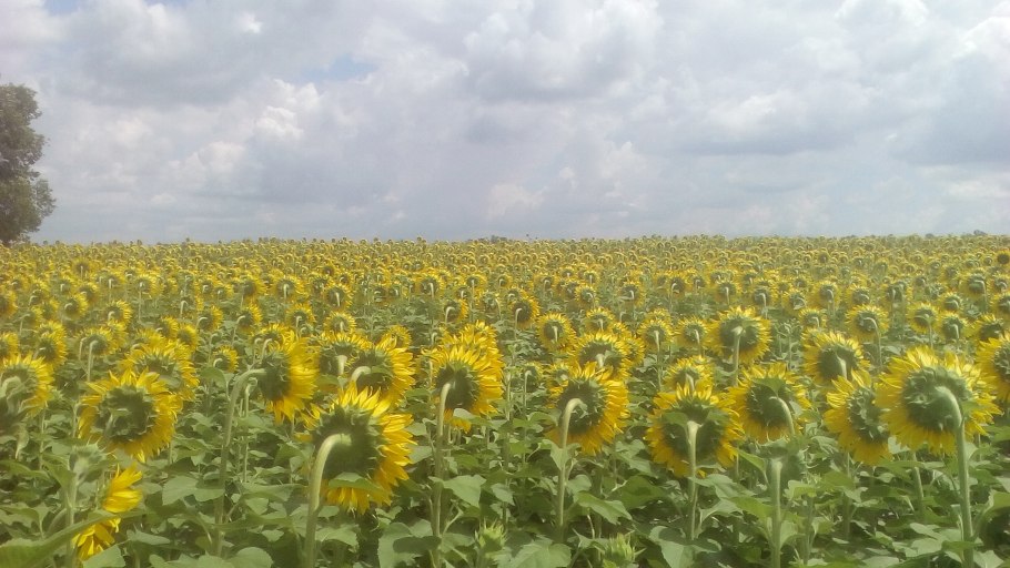 Хочу семечки картинка