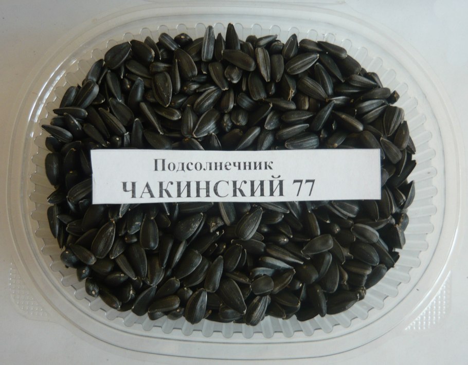 Семена подсолнечника гибрид матрица