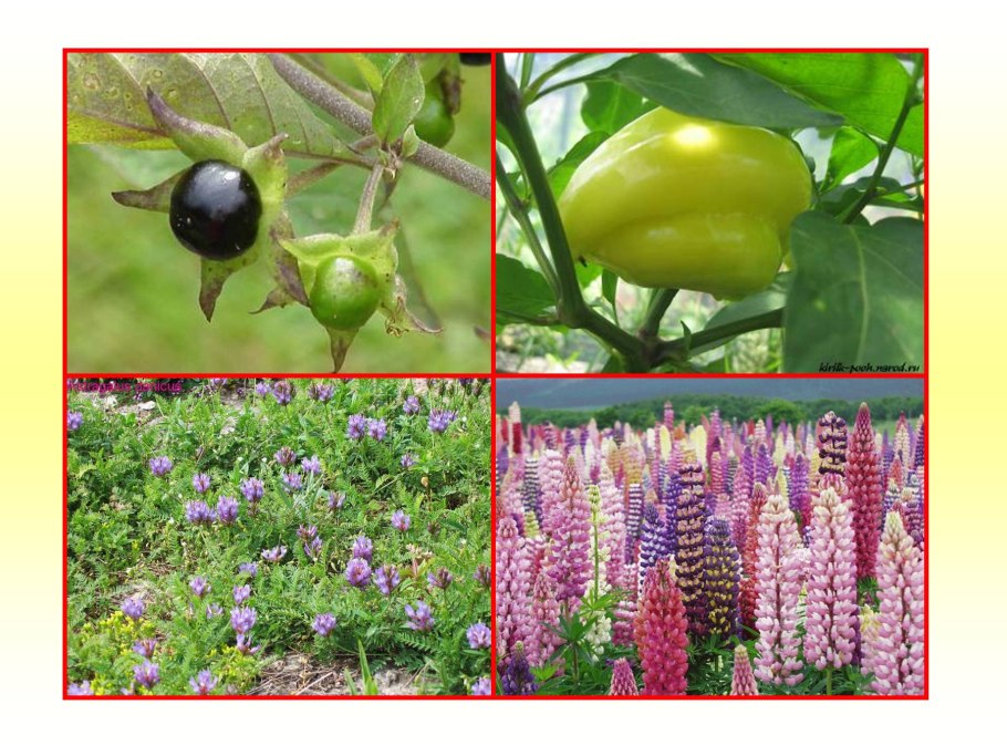 Пасленовые и бобовые