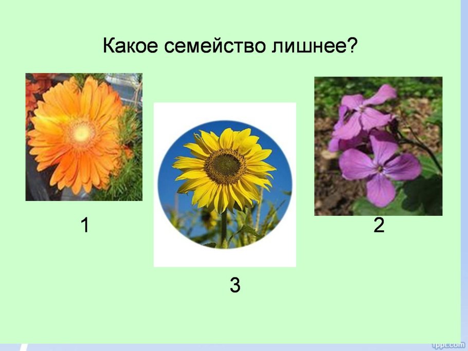 Паслён сладко-Горький