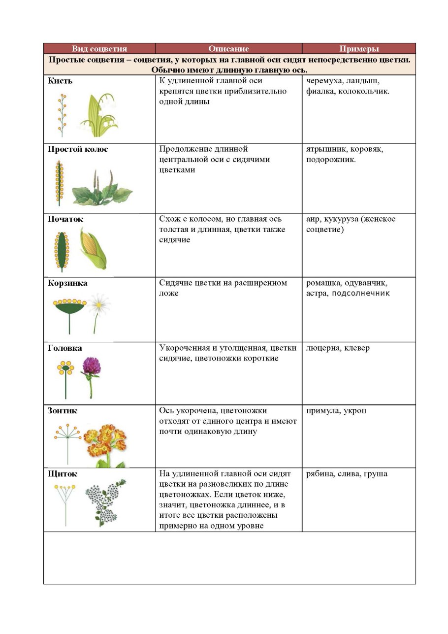 Фрондозные соцветия