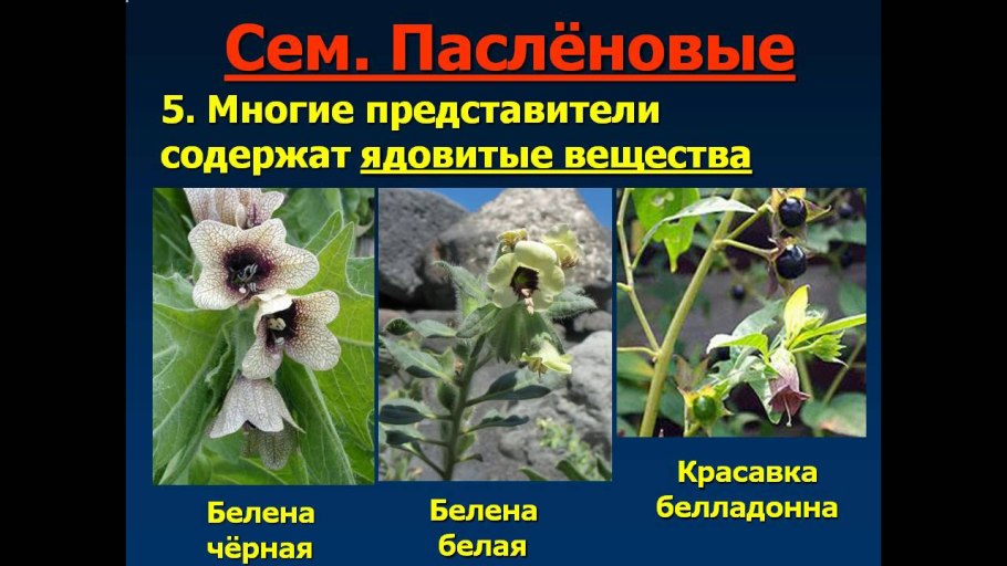 Ядовитые Пасленовые растения