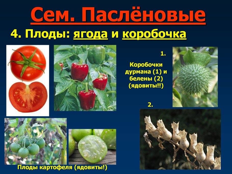 Плод коробочка у пасленовых