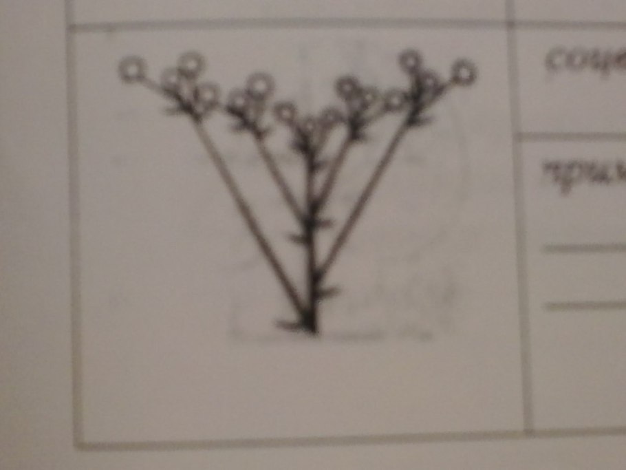 Паслен трехцветный