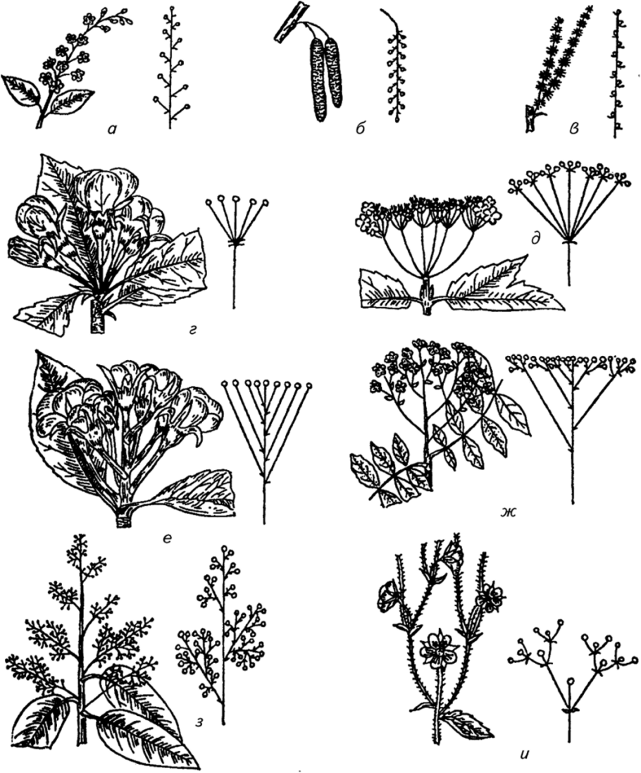 Цеструм фиолетовый