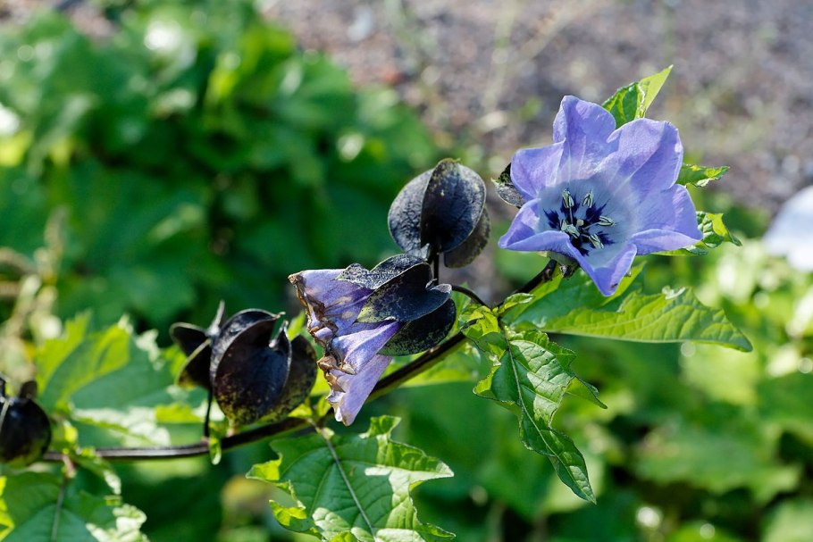 Двудольные Пасленовые бобовые