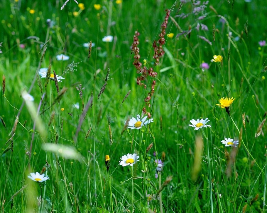 Разнотравно-злаковые Луга
