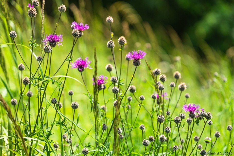 Мятлик узколистный