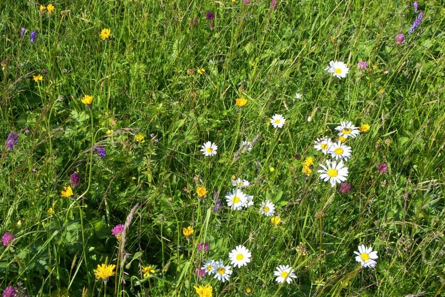 Многолистник Луговой