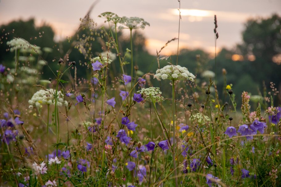 Мавританский газон Альпийский луг