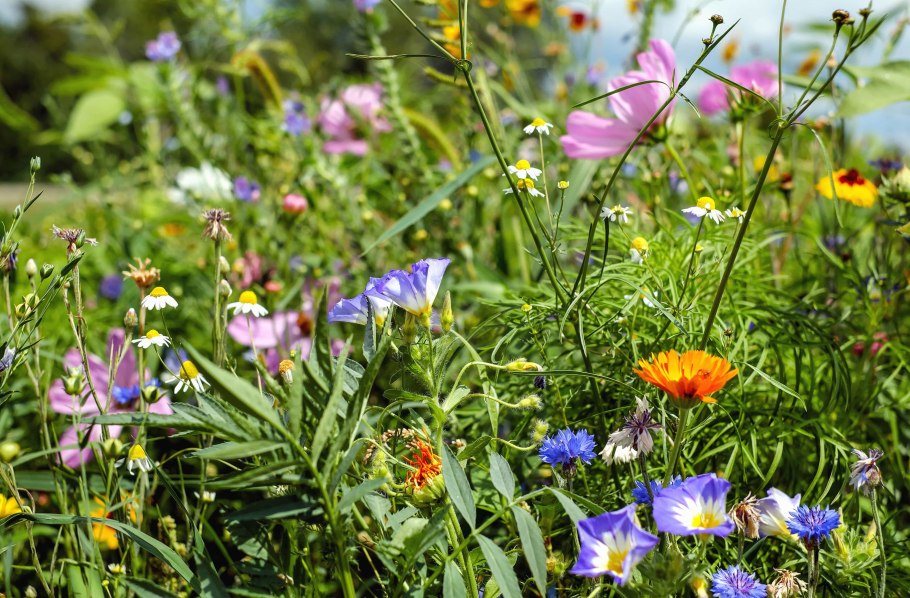 Злаковые кормовые травы
