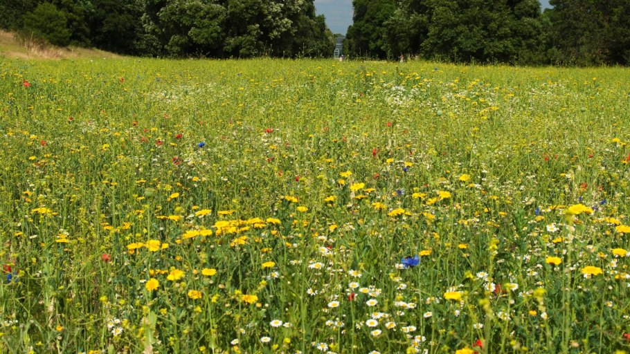 Полевые цветы и травы