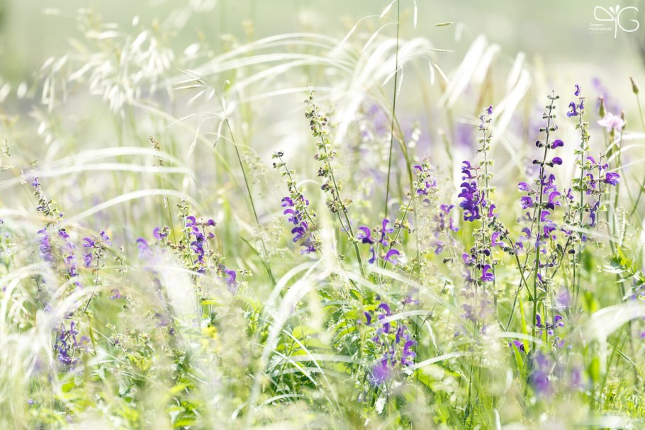 Поля разнотравье цветущие Луга