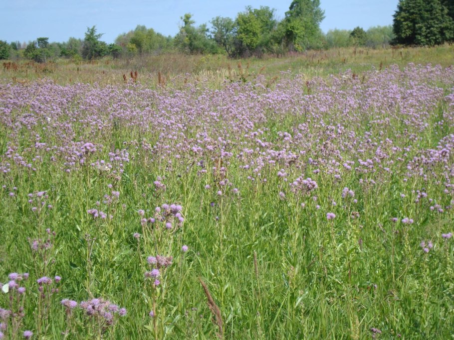 Клумба с полевыми цветами