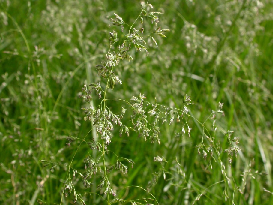 Травянистая растительность