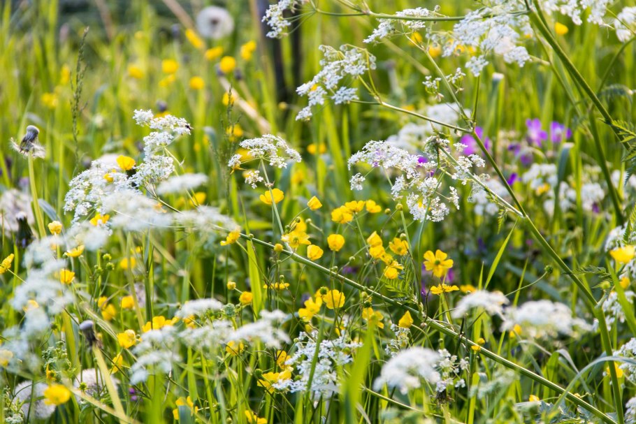 Луговые травы семейство крестоцветных