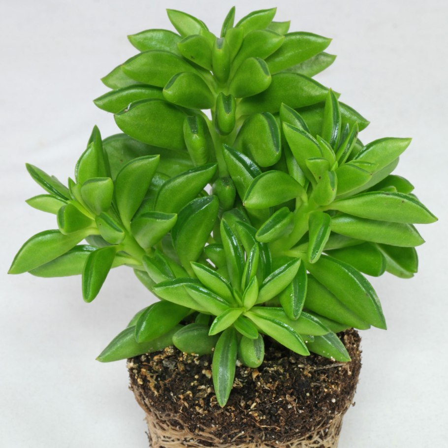 Пеперомия долабриформис долотовидная