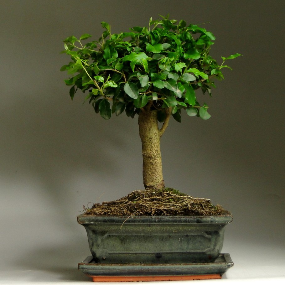 Бирючина японская бонсай