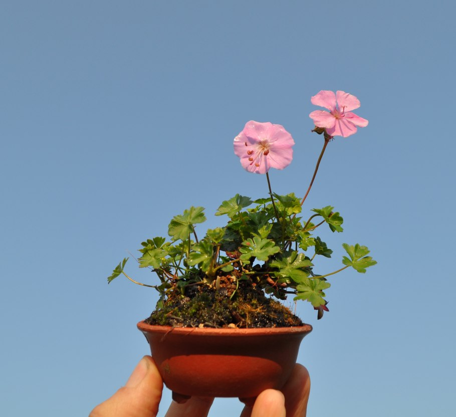 Pelargonium vinaceum (пеларгония)