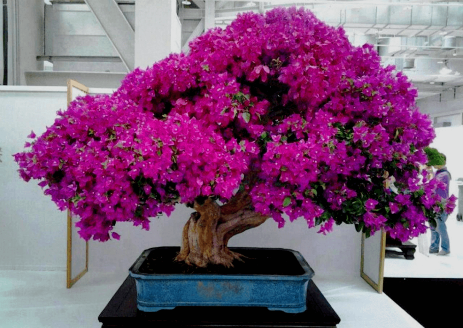 Бонсай Бугенвиль