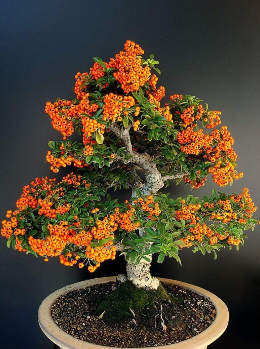 Пираканта бонсай