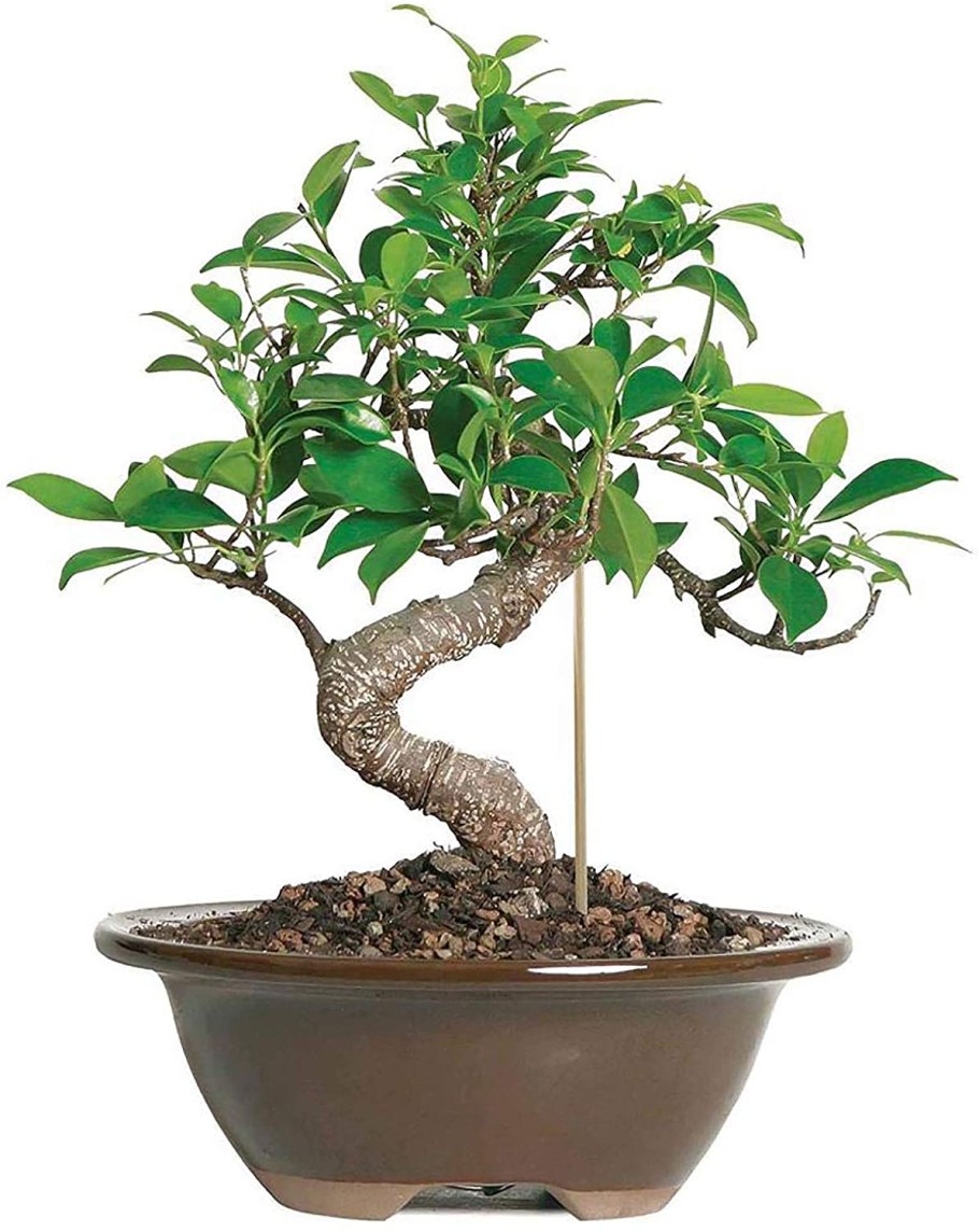 Фикус каучуконосный бонсай