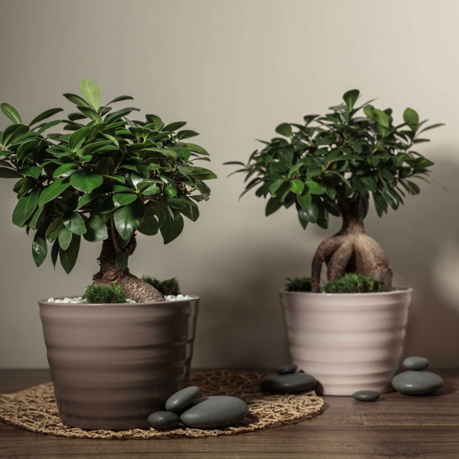 Фикус Бенджамина микрокарпа