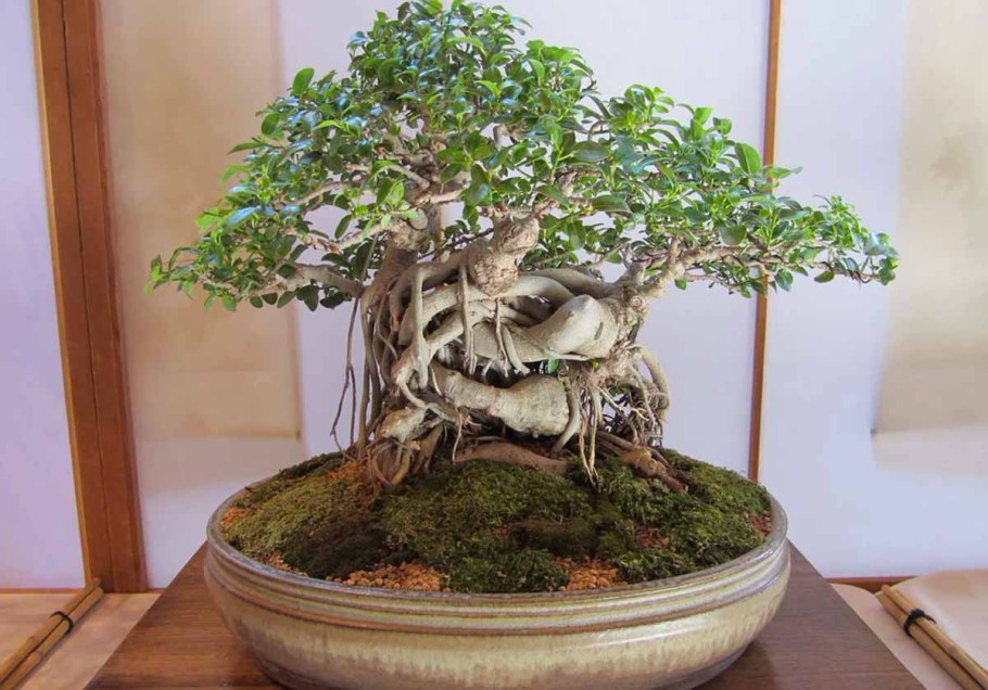 Фикус Баньян бонсай