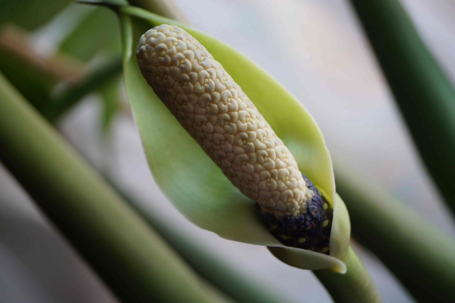 Замиокулькас долларовое дерево