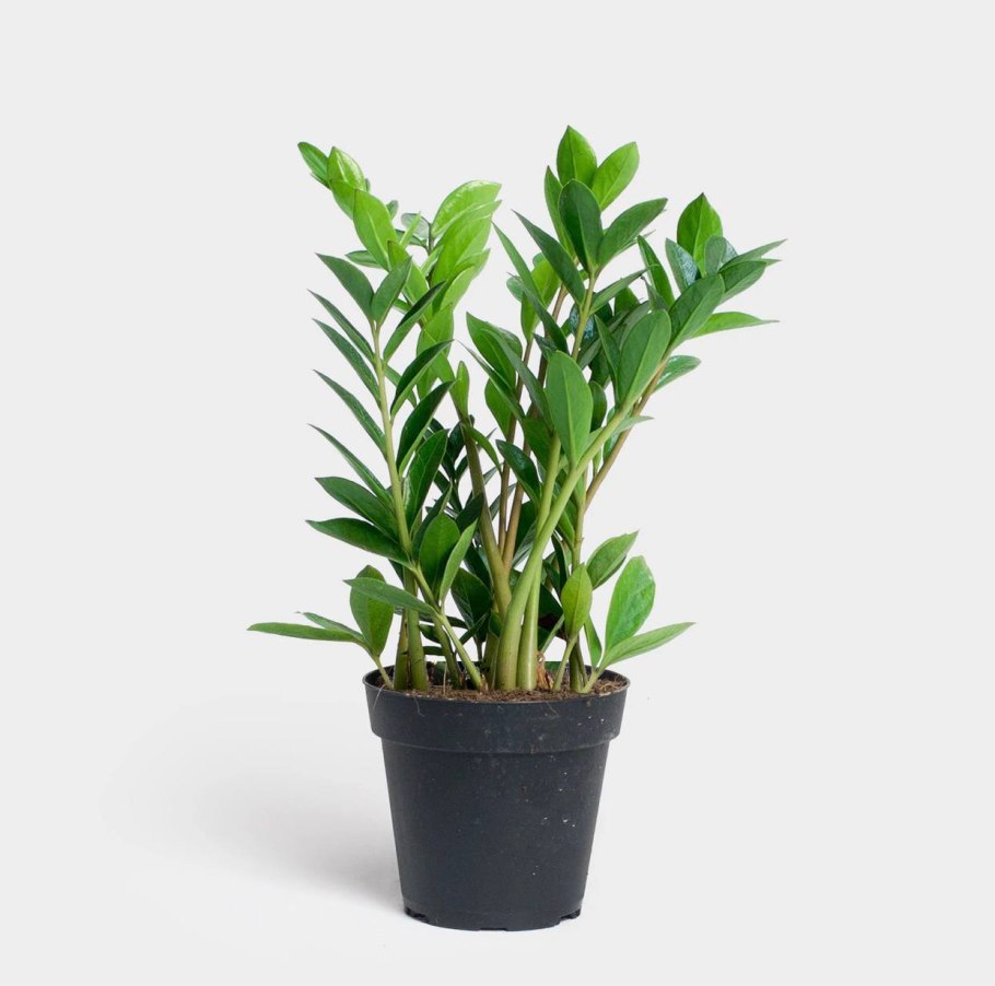 Замиокулькас Зензи