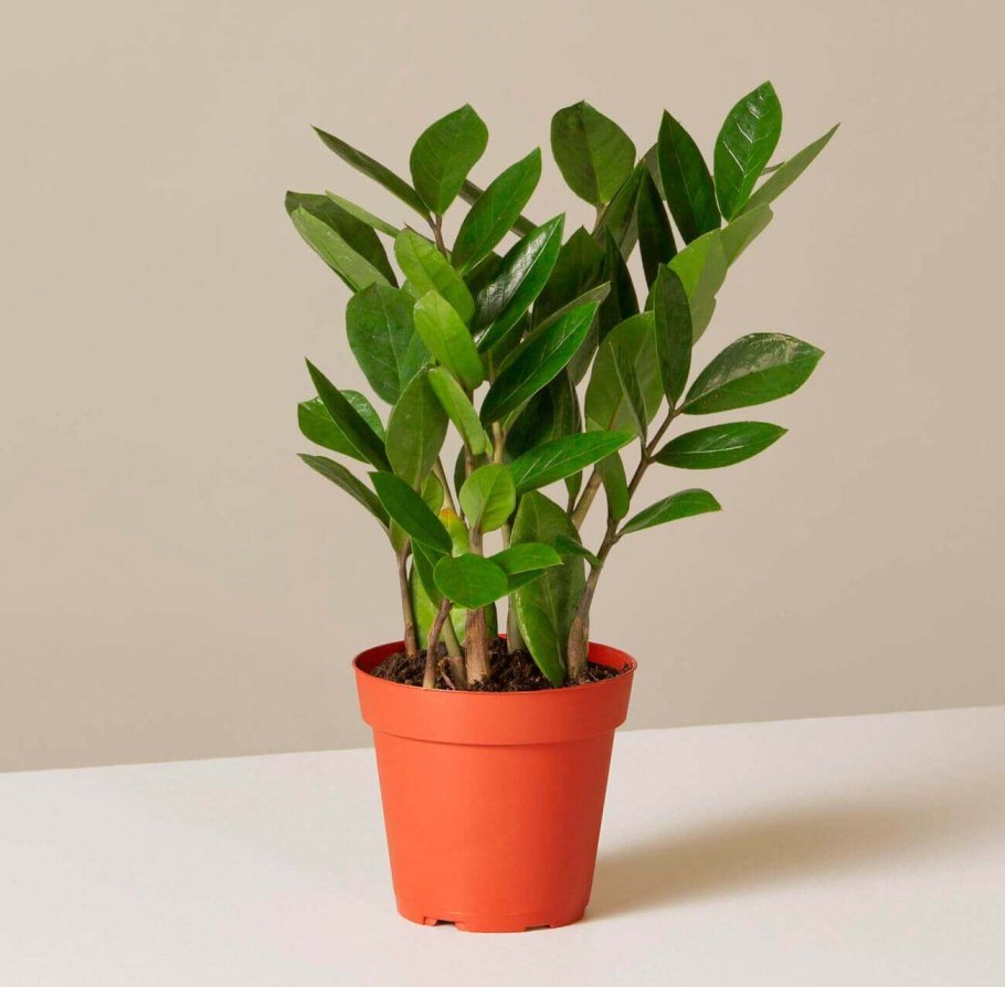 Замиокулькас цветок долларовое дерево