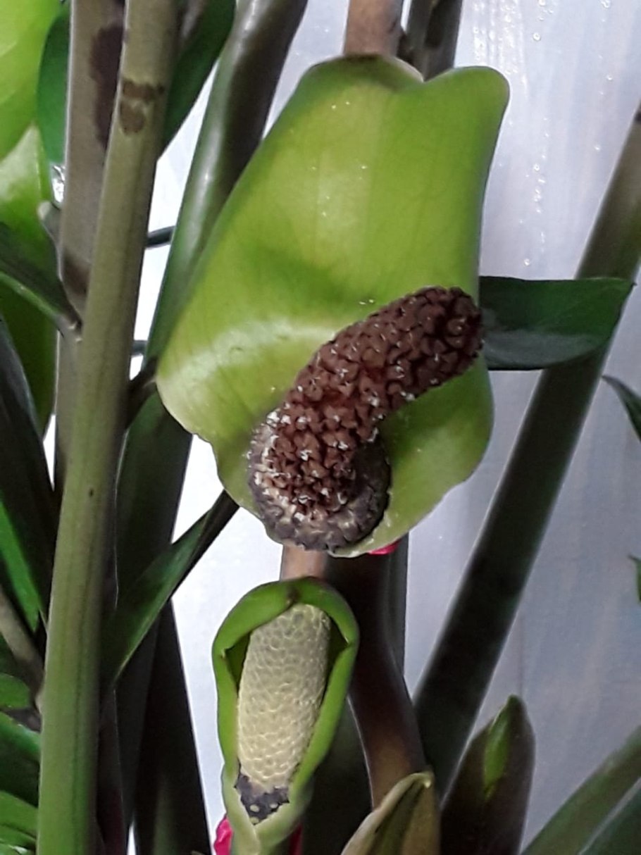 Цветок замиокулькас Замифолия