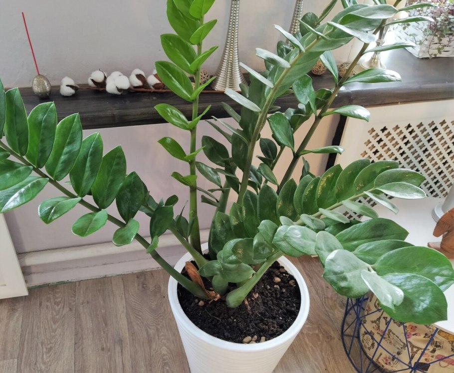 Замиокулькас замиелистный