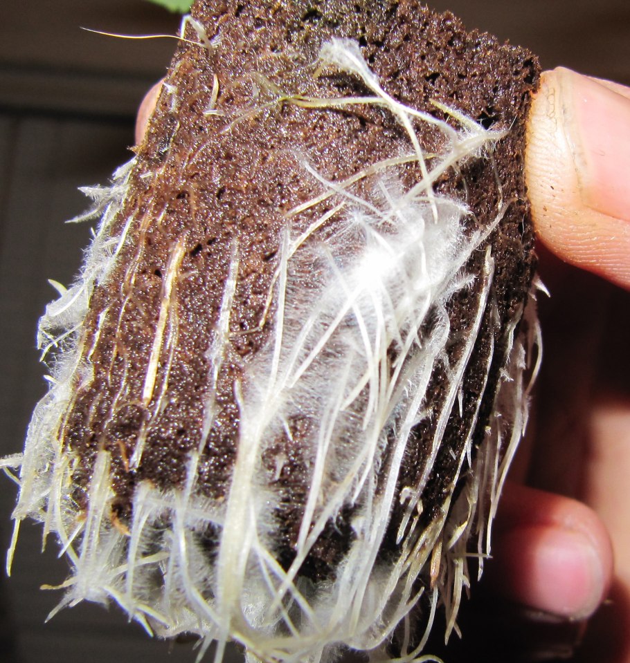 Триходерма и микориза